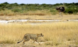 Autruche et guépard